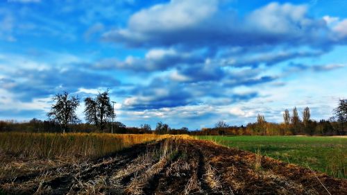 field meadow landscape