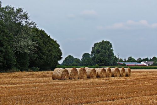 field haymaking grass