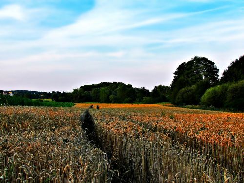 field tree nature