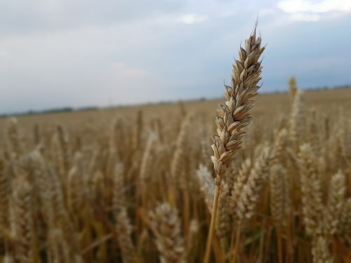 field barley nature