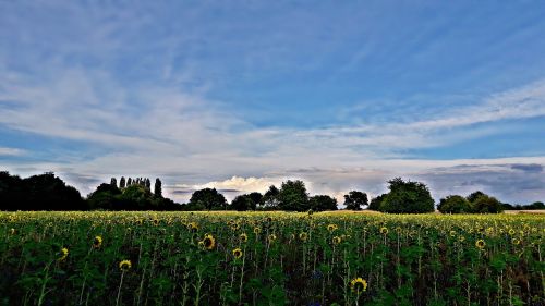 field landscape sunflowers