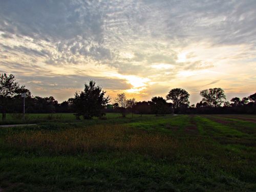 field meadow evening