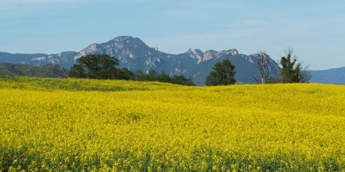 field nature summer