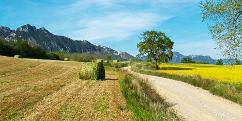 field nature summer