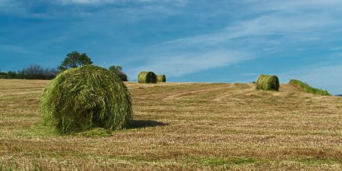 field nature summer