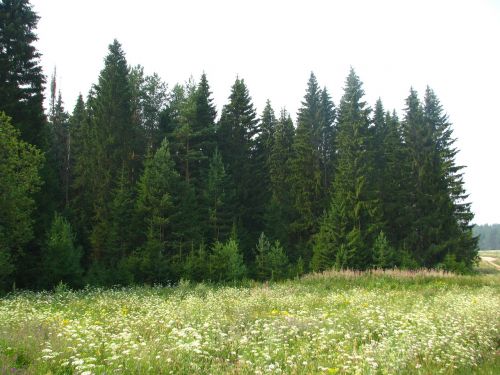 field meadow grass