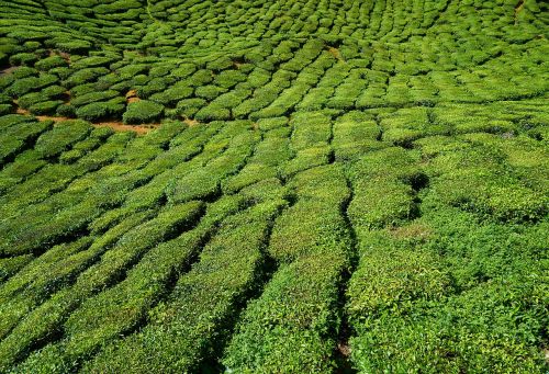 field tea nature