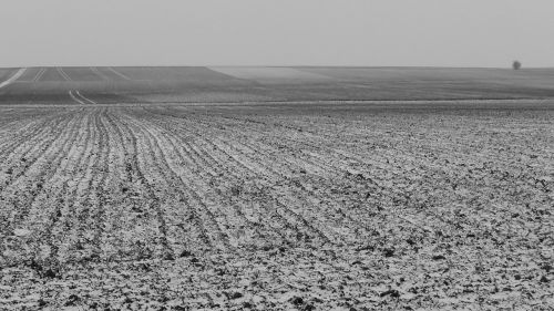 field nature landscape