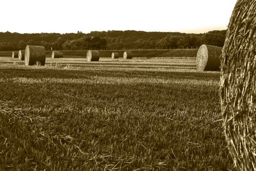 field straw bales harvest