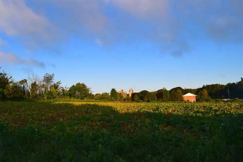 field sunrise green