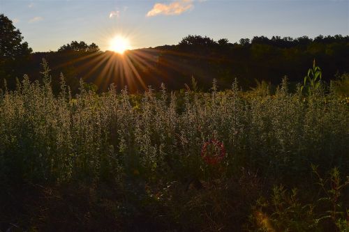 field sunrise grass