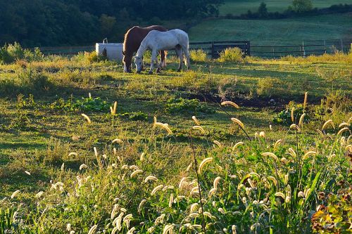 field morning horses
