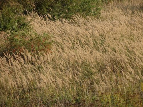 field spike wheat