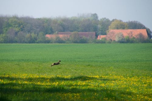 field roe deer escape