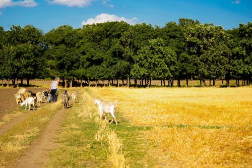 field cattle village