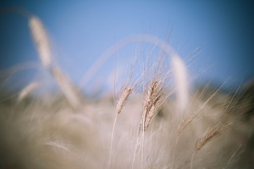 field grain harvest