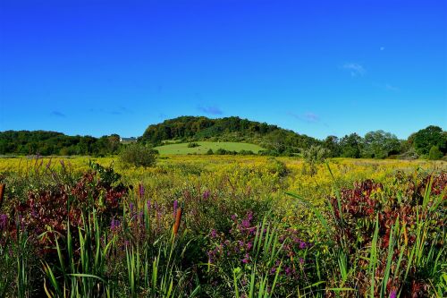 field flowers nature