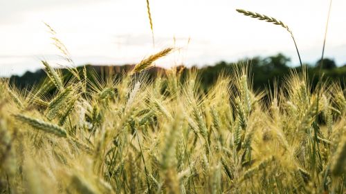 field grain sky