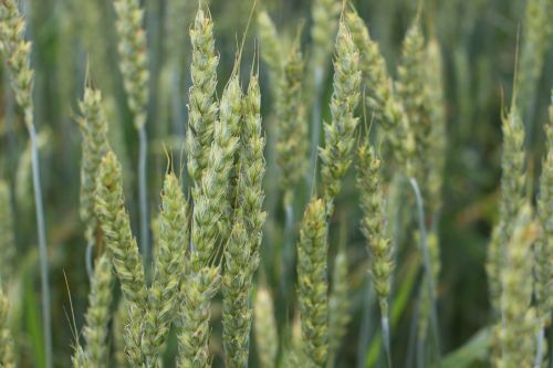 field rye wheat