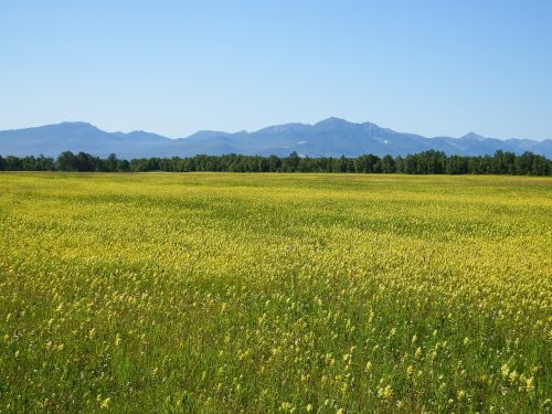 field meadow glade