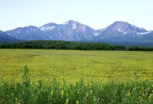 field meadow glade