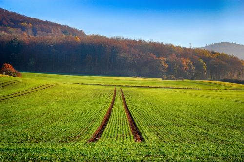 field seed trees