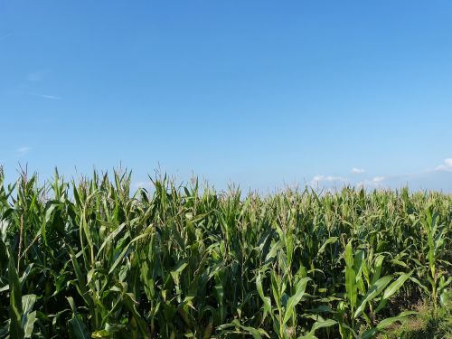 field cornfield nature