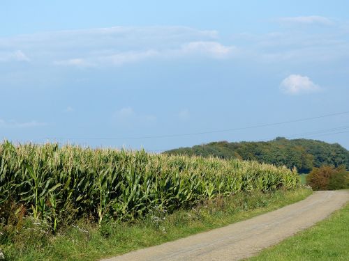 field cornfield nature