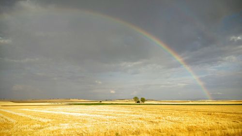 field castilla rainbow
