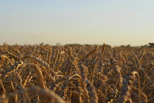 field wheat summer