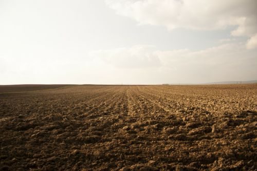 field arable nature