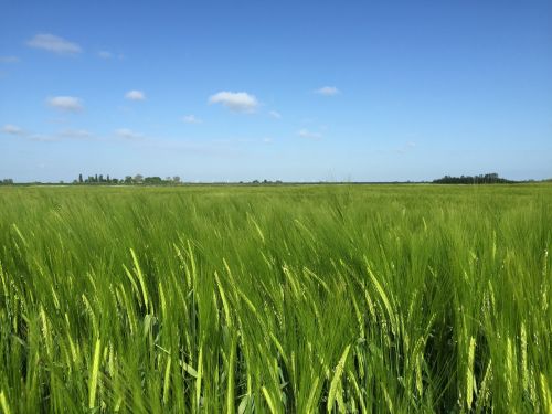field blue sky barley