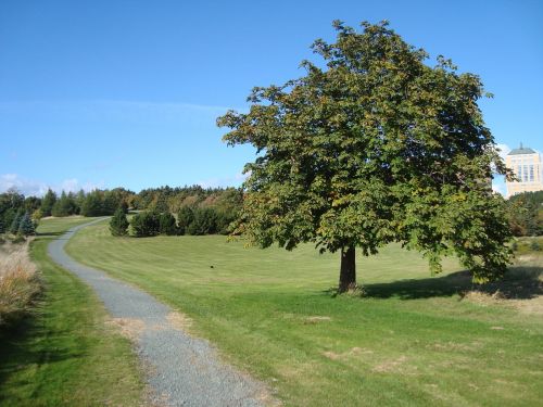 field trail tree