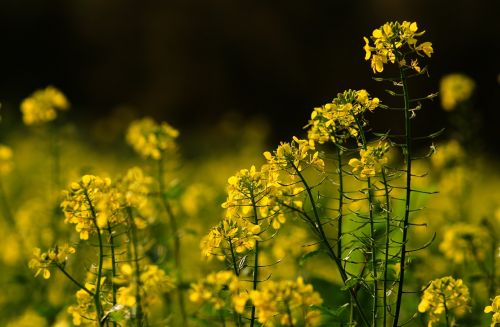 field oilseed rape yellow flower