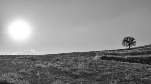 field tree sunset