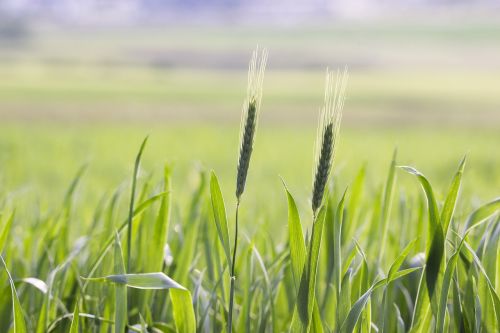 field agriculture cereals