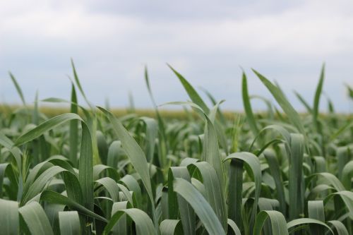 field corn on the cob agriculture