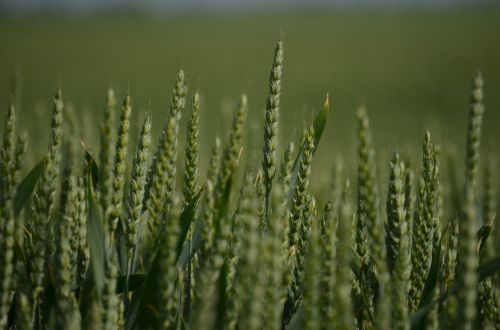 field wheat grass