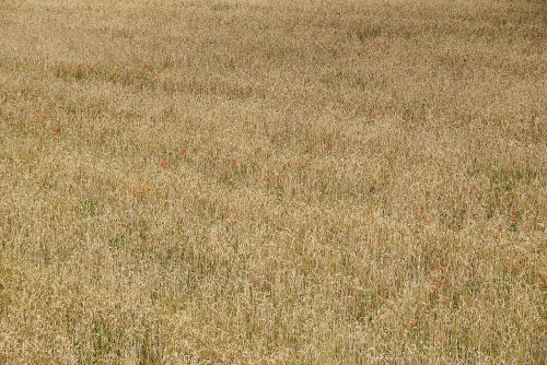 field wallpaper poland