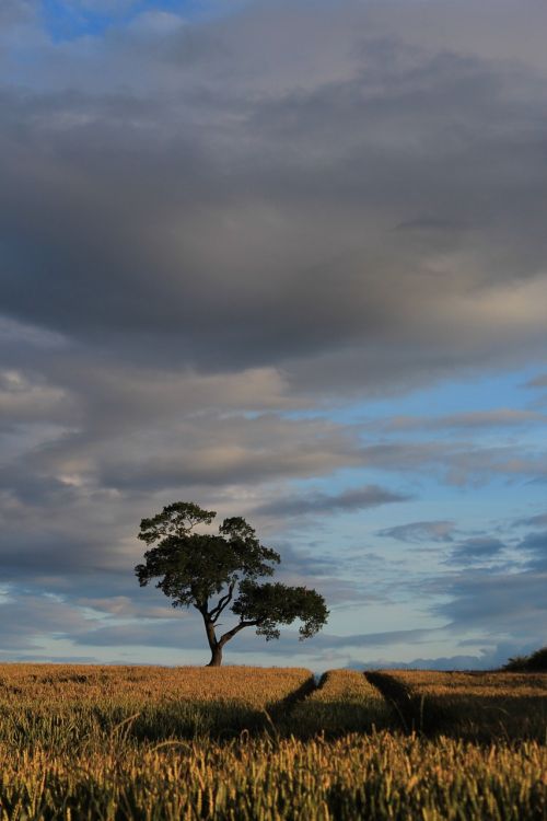 field autumn sky