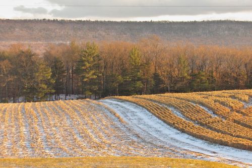 field snow corn