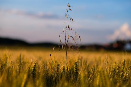 field cereals wheat