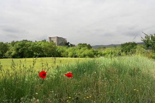 field nature landscape