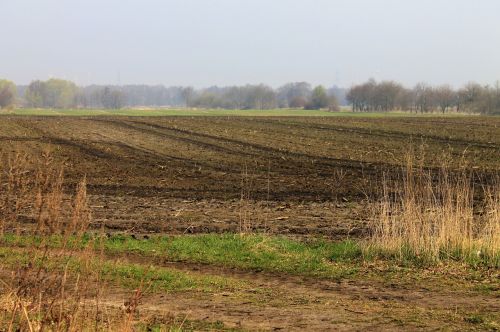 field landscape nature