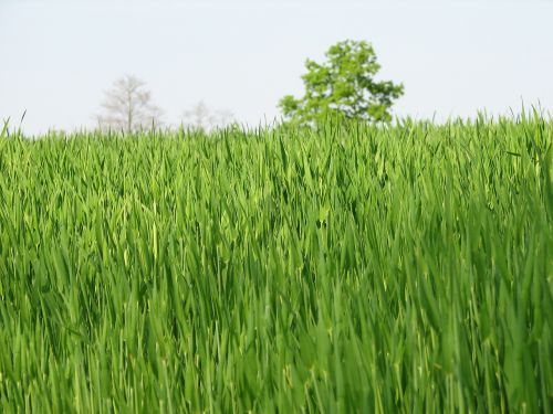field growth grass