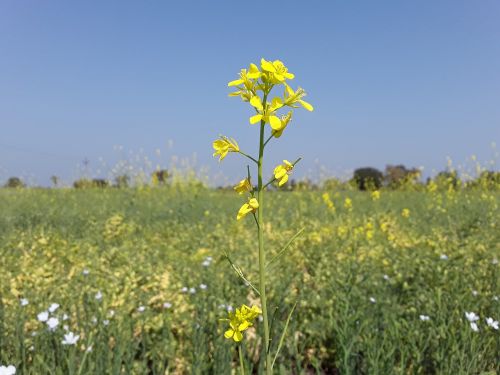 field nature hayfield