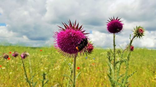 field flower meadow