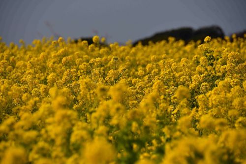 field the agricultural commercial companies flowers