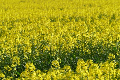 field flower agriculture