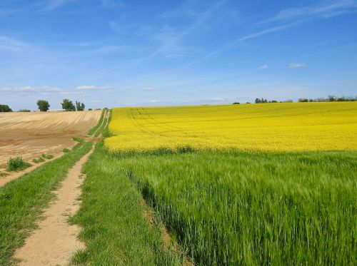 field landscape nature